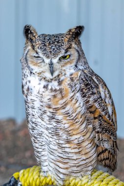 Büyük Boynuzlu Baykuş tüneğinde oturuyor. Yırtıcı Kuş Merkezi, Coledale, Alberta, Kanada