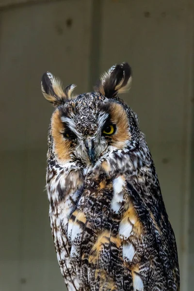 Hibou Aux Longues Oreilles Assis Sur Perche Birds Prey Centre — Photo