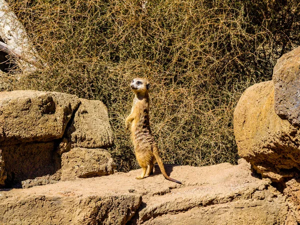 Meerkat从树枝上看着那帮人奥克兰动物园 奥克兰 新西兰 — 图库照片