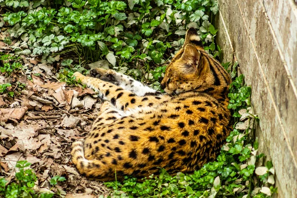 Serval Cat Grabs Nap Auckland Zoo Auckland New Zealand — Stock Photo, Image