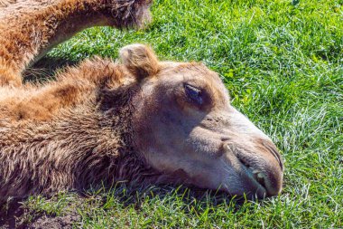 Çimenlerde dinlenen Bactrian devesi. Keşif yaban hayatı parkı, Innisfail, Alberta, Kanada