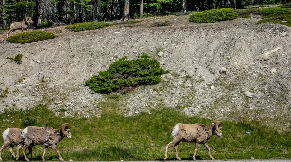 Rocky Mountain Sheep Hillside Roadside Banff National Park Alberta Canada — Stock Photo, Image