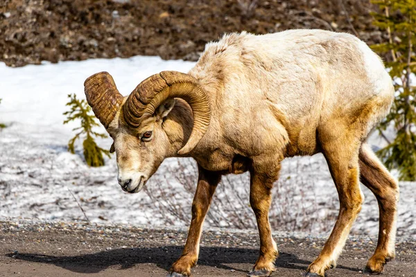 Big Horn Sheep Beira Estrada Spray Valley Provincial Park Alberta — Fotografia de Stock