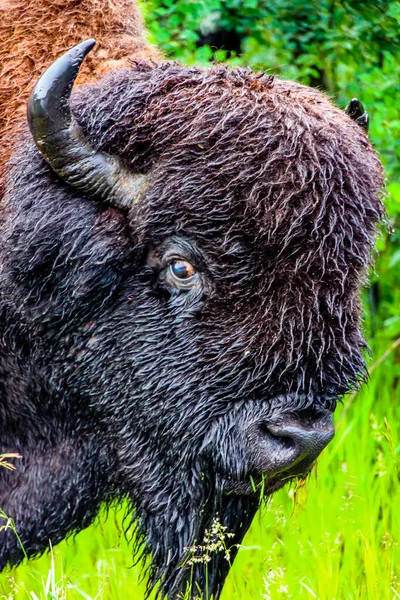 Fukta Bisonoxen Efter Regnstorm Elk Island National Park Alberta Kanada — Stockfoto