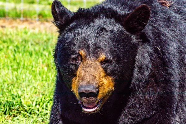 Черный Медведь Портрете Парк Дикой Природы Discovery Иннисфейл Альберта Канада — стоковое фото