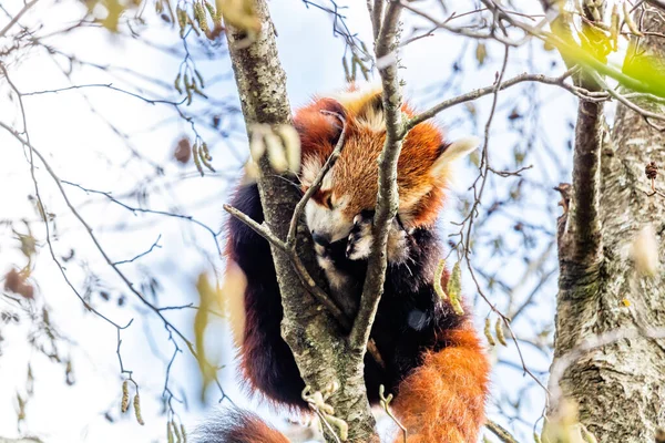 Red Panda Tree Auckland Zoo Auckland New Zealand — Stock Photo, Image