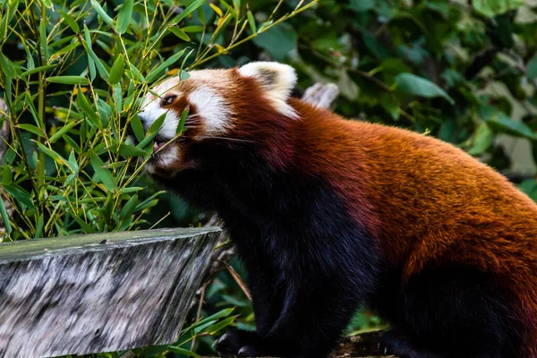 Roter Panda Streift Durch Sein Gehege Und Spielt Baum Auckland — Stockfoto