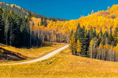 Büyük C Bölgesi 'nde sonbahar renkleri. Big Horn MD, Alberta, Kanada