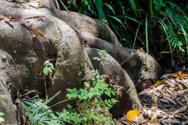 Pukekura Park botanik bahçesinde bir gezinti. Yeni Plymouth, Taranaki, Yeni Zelanda