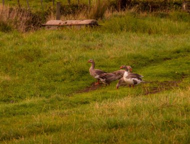 Çiftçi tarlasında eğlenen kazlar. Taranaki, Yeni Zelanda