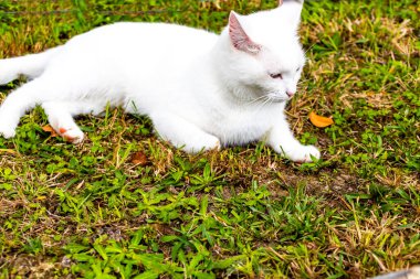 Beyaz kedi çimenlerde dinleniyor. Ranui, Auckland, Yeni Zelanda