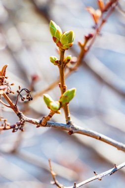 Çiçek açmayı bekleyen leylak tomurcukları. Calgary, Alberta, Kanada