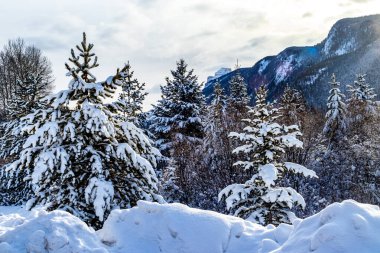 Bow Valley Parkway 'deki yol kenarındaki ağaçlar karla kaplıydı. Banff Ulusal Parkı, Alberta, Kanada