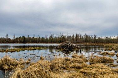 Kunduz Göletleri 'nde bahar günü kasvetli geçiyor. Elk Adası Ulusal Parkı, Alberta, Kanada