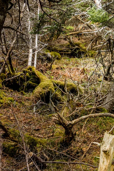 Steves Weg Zum Strand Gros Morne Nationalpark Neufundland Kanada — Stockfoto