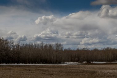 Doğal Arazide ağaçlar filizlenmeye başlıyor. Red Deer County, Alberta, Kanada