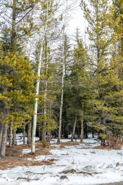 Beyaz huş ağaçlarının yanında. Jumping Pound Gösteri Ormanı Doğal Alan, Alberta, Kanada