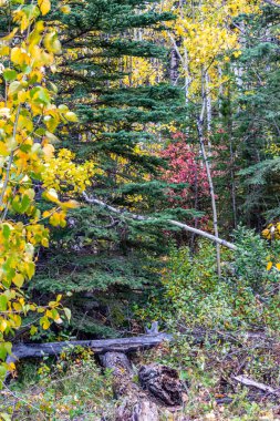 Widow Maker 'da sonbahar bayrağı. Bow Valley Vahşi Doğa Bölgesi, Alberta, Kanada