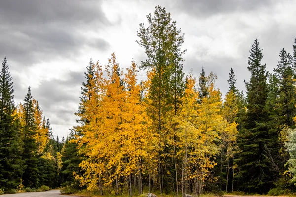 Colores Otoño Los Estanques Del Castor Bow Valley Wilderness Área —  Fotos de Stock