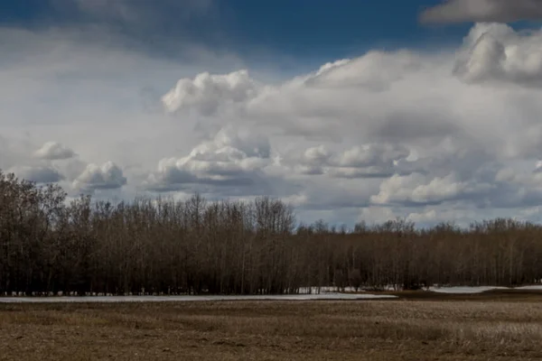 Doğal Arazide ağaçlar filizlenmeye başlıyor. Red Deer County, Alberta, Kanada