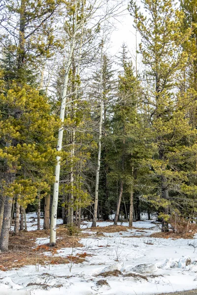 Beyaz huş ağaçlarının yanında. Jumping Pound Gösteri Ormanı Doğal Alan, Alberta, Kanada