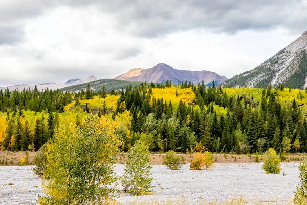 Dry Wasootch Creek Bed Surrounded Fall Colours Bow Valley Wilderness — Stock Photo, Image