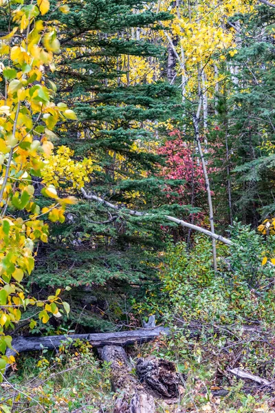 寡妇创造者的秋天的颜色 Bow Valley Wilderness Area Alberta Canada — 图库照片