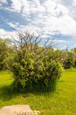 Yapraksız ağaçlar ve dallar gökyüzüne uzanıyor. Chain Lakes PP, Alberta, Kanada