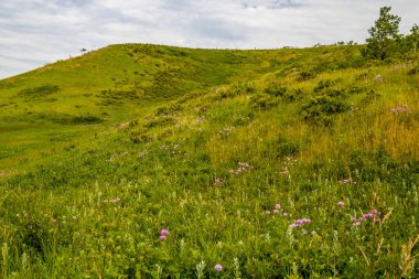 Flora çiftliğin etrafını sardı. Glenbow Çiftlik Bölgesi, Alberta, Kanada