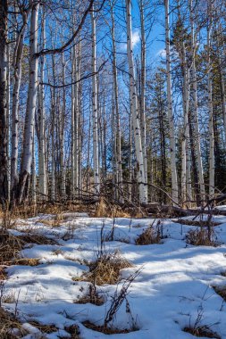 Kış zamanı ve parkta huş ağaçları. Koyun Nehri İl Parkı. Alberta, Kanada