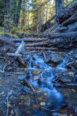 Koyun Nehrine doğru koş. Koyun Nehri İl Parkı. Alberta, Kanada