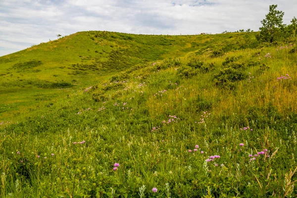 Flora Abounds Thegrounds Ranch Glenbow Ranch Provincial Recreation Area Alberta — Stock Photo, Image