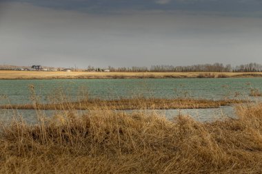 Bir bahar günü rüzgarda çimenleri savurmak. McGregor Gölü İl Rekreasyon Bölgesi, Vulcan Bölgesi, Alberta