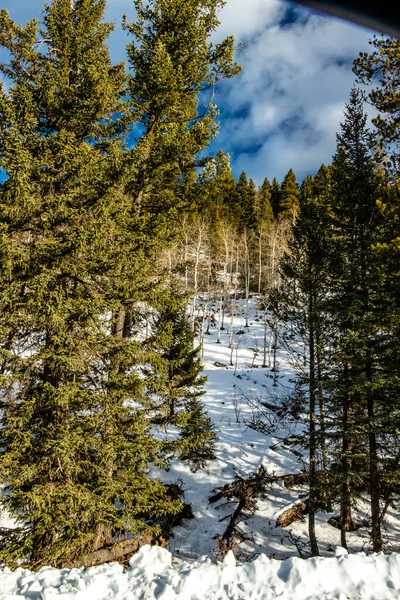 Bäume Und Baumreihen Und Birkenbestände Lusk Creek Provincial Recreation Area — Stockfoto