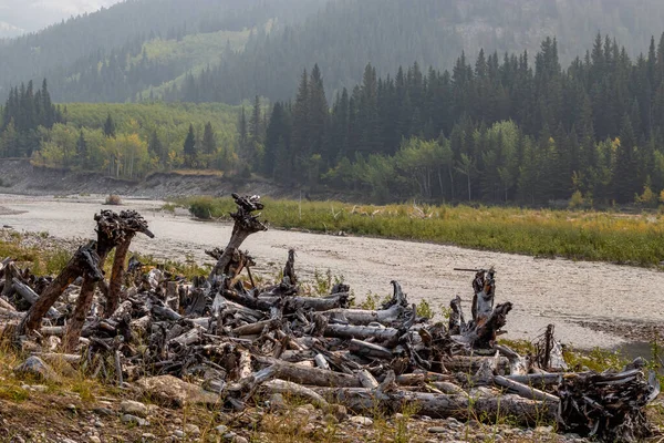 Low river level in fall. Sentinel Provincial Recreation Area, Alberta, Canada