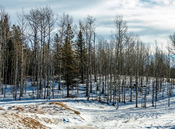 Pie Abedules Blancos Nieve Área Recreación Provincial Del Lago Sibbald —  Fotos de Stock