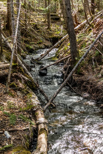 시내들 강으로 흘러간다 Richard Squires Provincial Park Newfoundland Canada — 스톡 사진