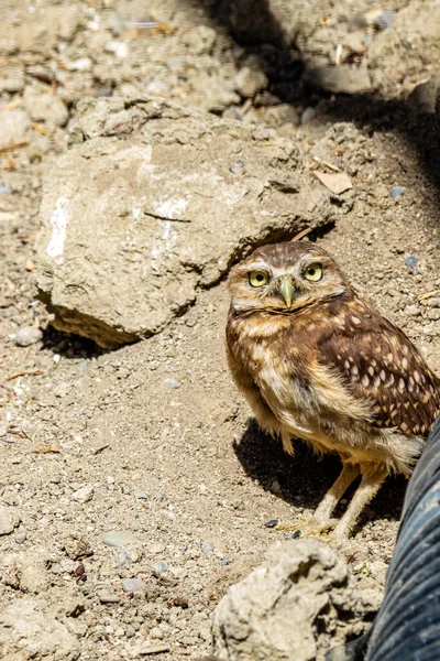 Burrowing Owls Viendo Los Lugares Interés Birds Prey Centre Coledale — Foto de Stock