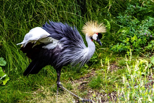 Africano Coroado Guindaste Preening Calgary Zoo Calgary Alberta Canadá — Fotografia de Stock