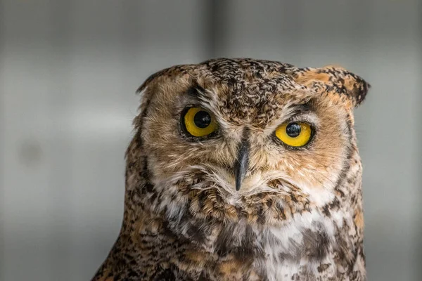 Pod Okiem Great Horned Owl Birds Prey Centre Coleman Alberta — Zdjęcie stockowe