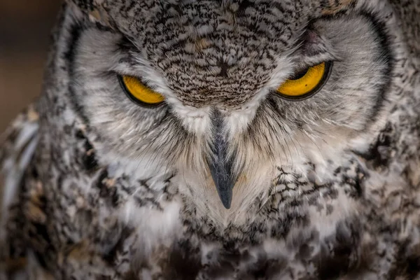 Pod Okiem Great Horned Owl Birds Prey Centre Coleman Alberta — Zdjęcie stockowe