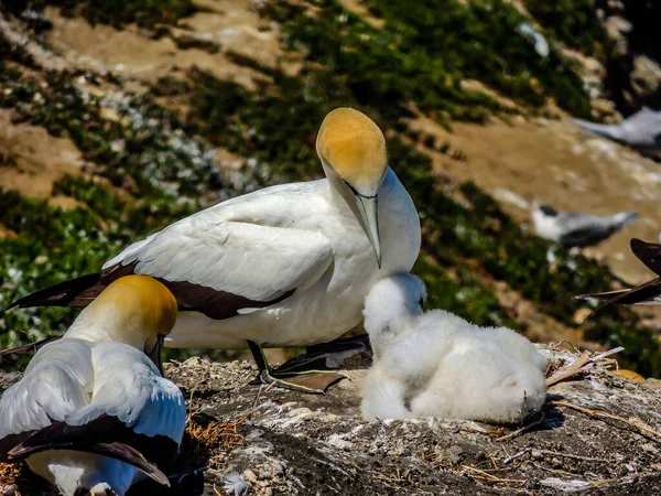 Basstölpel Sammeln Sich Während Der Paarungszeit Murawai Beach Auckland Neuseeland — Stockfoto