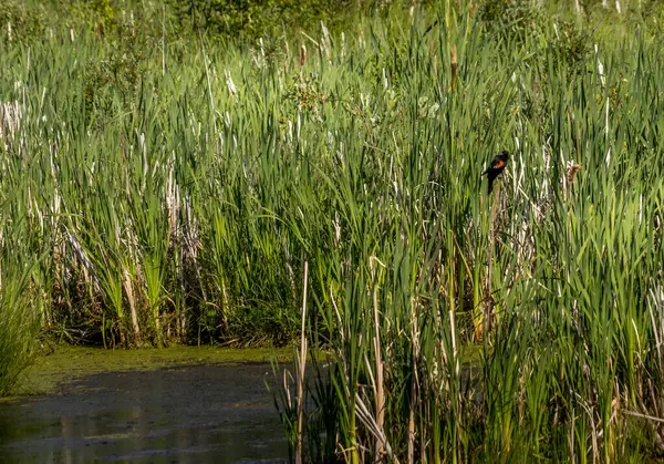 Чёрная Птица Красным Крылом Elk Island National Park Alberta Canada — стоковое фото