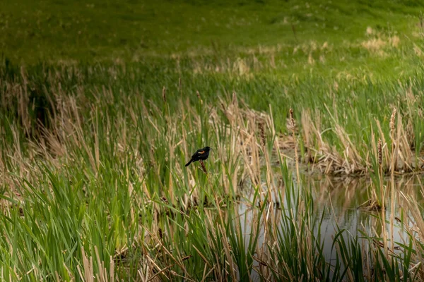 Red Winged Black Bird Sentado Corridas Touro Perto Lagoas Kneehill — Fotografia de Stock