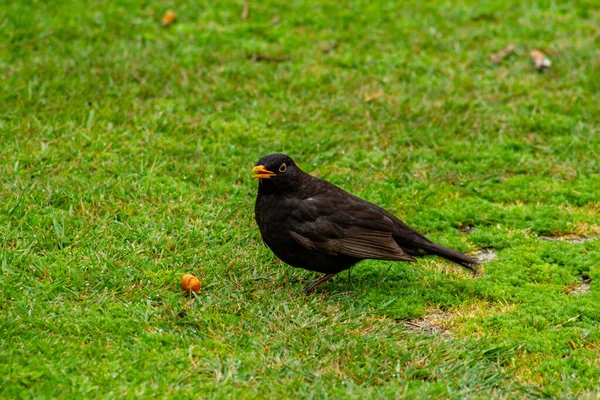 수있는 검은가슴물떼새는 푸시의 일종이다 Eurasian Blackbird 북미에서 Eurasian Blackbird 불리기도 — 스톡 사진