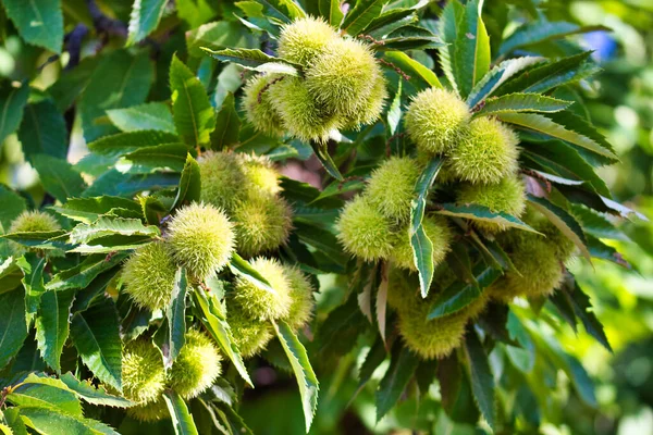 Fruto Castanheira — Fotografia de Stock