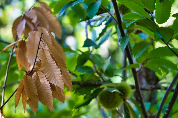 Frukter Från Kastanjeträdet — Stockfoto