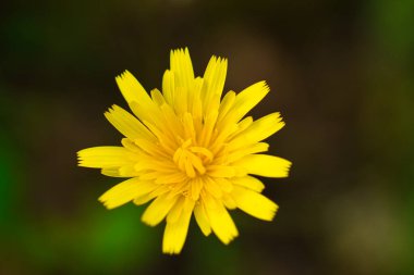 Ormanda bir sürü sarı taç yaprağı olan sarı çiçek. Odak arkaplanı ve seçici odak ve bokeh etkisi