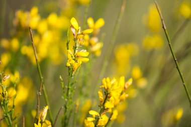 Bir buket sarı kır çiçeği. Odak arkaplanı ve seçici odak ve bokeh etkisi