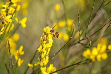 Bir buket sarı kır çiçeği. Odak arkaplanı ve seçici odak ve bokeh etkisi